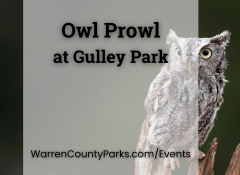 screech owl perched on log